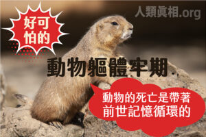 好可怕的動物軀體牢期