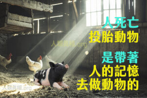 人死亡投胎動物,是帶著人的記憶去做動物的