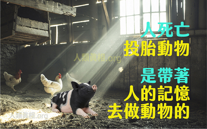 人死亡投胎動物是帶著人的記憶去做動物的