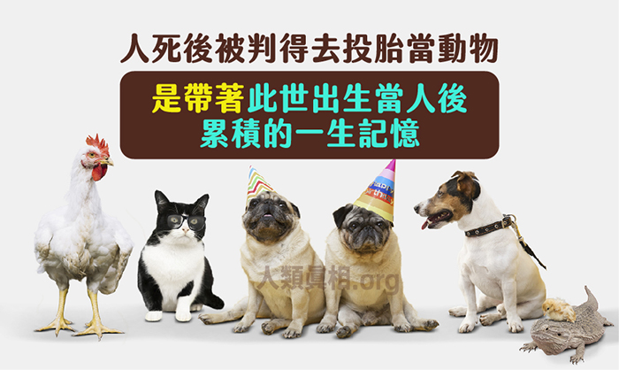 人死亡投胎動物是帶著人的記憶去做動物的